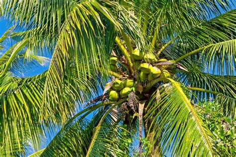 Green Coconuts On The Palm Tree Stock Image Image Of Exotic Flora