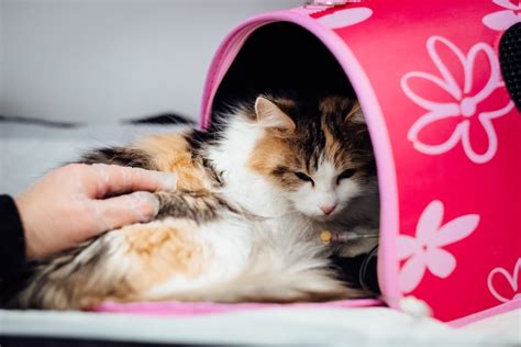 The Benefits Of Spaying Or Neutering Your Cat Ministry Of Cat Cat