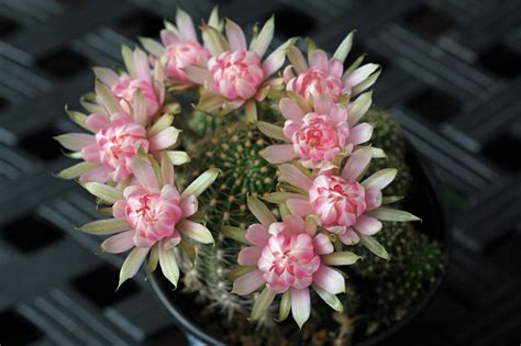 My echinopsis rainbow burst put out a display of flowers today. Echinobivia Rainbow Burst | Cactus with pink flowers ...