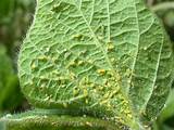 Soybean Insect Pest Identification Photos