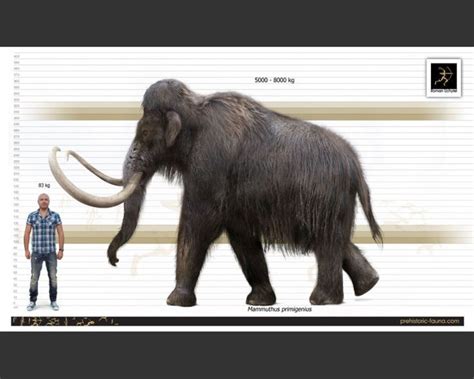 Woolly Mammoth Mammuthus Primigenius Prehistoric Animals Wooly