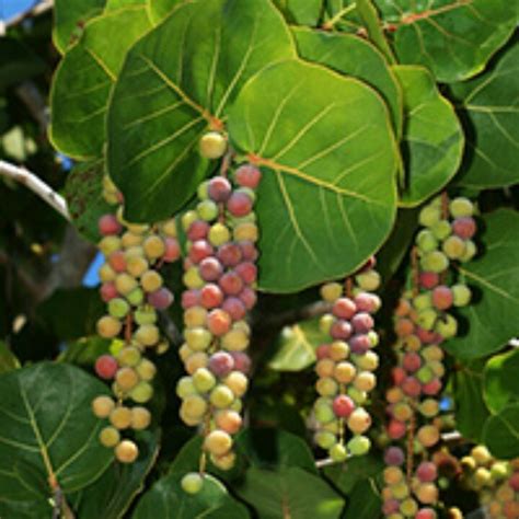 They may also be threatening native plants. Hawaiian Fruit or Cones | Tuberase Flowers | Pinterest | Fruit