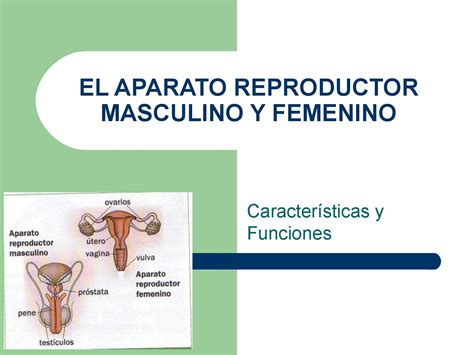 Aparato Reproductor Femenino Y Masculino Diagrama Eti