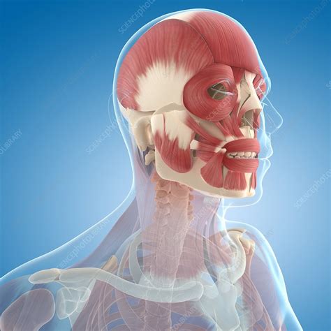 Facial Muscles Artwork Stock Image F0055443 Science Photo Library
