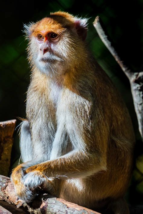 Patas Monkey | Wayne Beauregard Photography