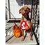 Beanie Baby Pet Costumes · A Costume Other On Cut Out  Keep