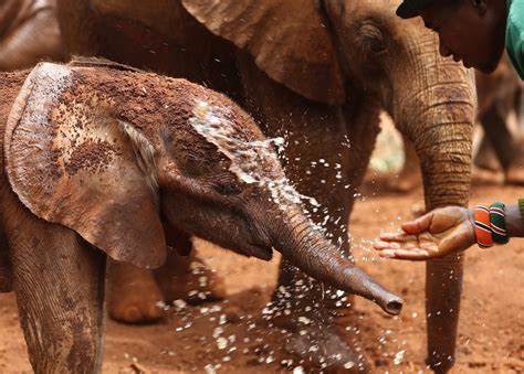 Orphaned Baby Elephants In Nairobi