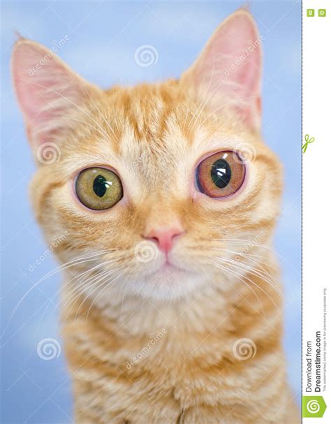 Big Eyed Kitty Cat Stock Image Image Of Society Kitten 78029703