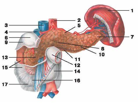 ДВЕНАДЦАТИПЕРСТНАЯ КИШКА (БЕЗБРЫЖЕЕЧНАЯ ЧАСТЬ) - что такое в Атласе Картинка - ДВЕНАДЦАТИПЕРСТНАЯ КИШКА (БЕЗБРЫЖЕЕЧНАЯ ЧАСТЬ) - что такое в Атласе