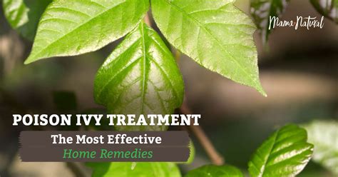 Poison Ivy Treatment All Natural Home Remedies Mama Natural