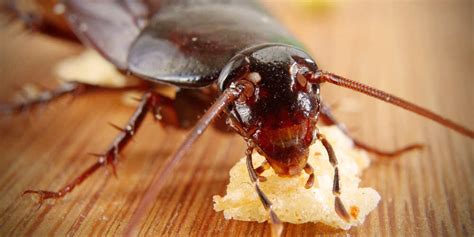 Large Spike In Cockroaches Invading Brisbane Homes I Loseley Park