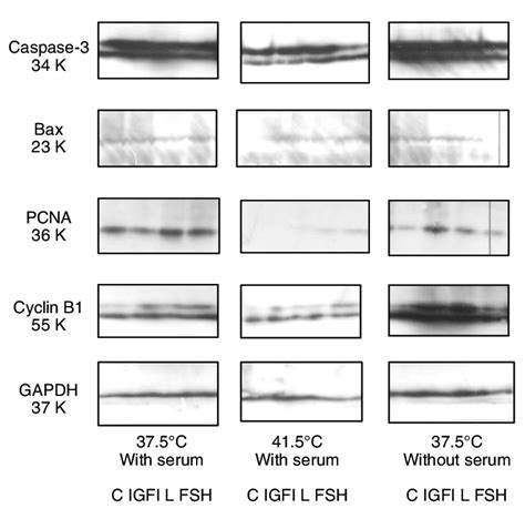 Accumulation Of Apoptosis Related Substances Bax Caspase