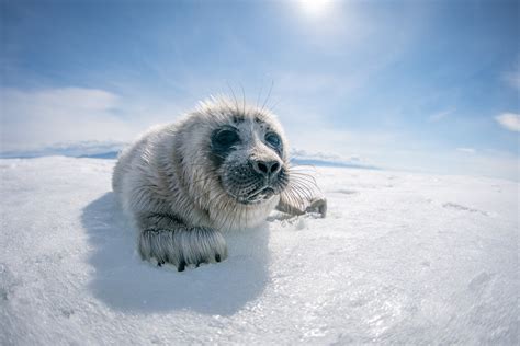 Photographer Captures Adorable Shots Of Seal Pups In Lake Baikal