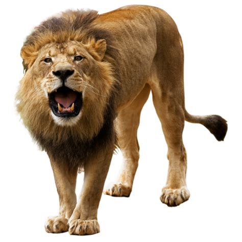 Lion Png Image With Transparent Background Png Sector Sexiz Pix