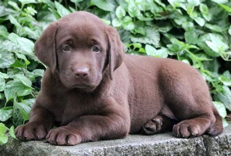 A free puppy adopted through our breeder program is just that, a free lab retriever. Chocolate Labrador Retriever Puppies For Sale | Puppy ...