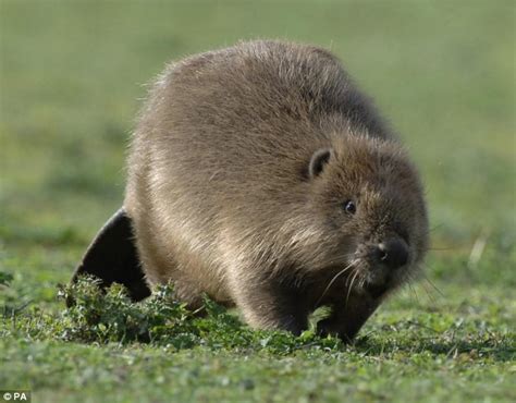 A Dam Fine Sight Baby Beavers Born In Britain For The First Time In