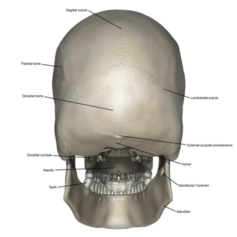 Posterior View Of Human Skull Anatomy With Annotations Poster Print By
