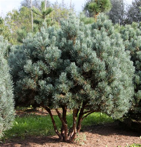 Pinus Sylvestris Watereri