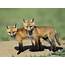 Wild Fox Cubs Wallpaper  Free Downloads