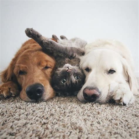 These Two Dogs And Cat Are The Most Adorable Bff Trio Ever Animals