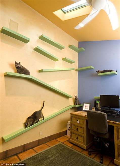 Man Turns His Home Into A Cat Playground Paradise For 35k A