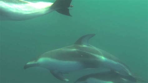 Dolphins Talking Underwater Youtube