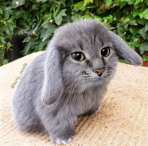 Bunny X Cat = Bunny Cat? What do you think it will look like : cats