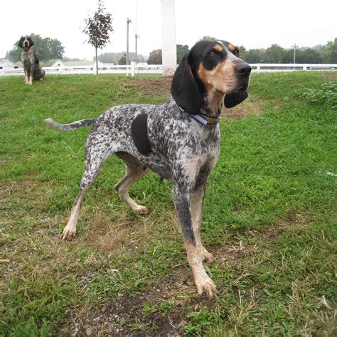 National Bluetick Coonhound Association Home Bluetick Coonhound