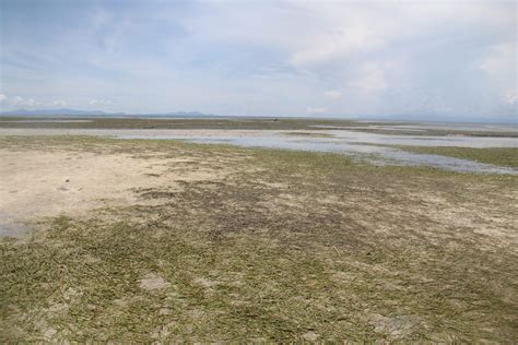 Rising Sea Temperature Impacts Seagrass Beds In Lagonoy Gulf