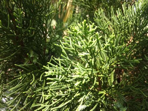 Pine Tree Leaves Texture Image With Sunlight Stock Image Image Of