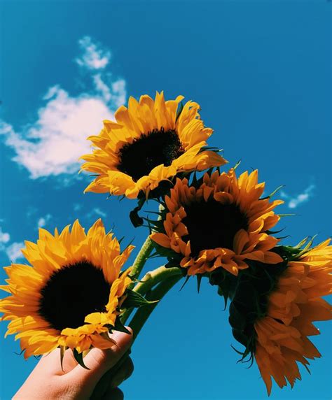 Pinterest Herfavoritecolorisyellow Sunflower Pictures Sunflower