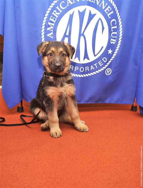 American Kennel Club Announces Most Popular Dogs In The Us