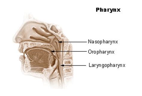 What Is Pharynx •