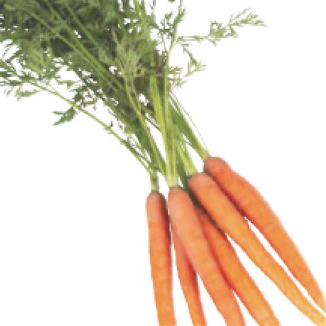 Growing Carrots How To Grow Carrots In Texas Danvers 126