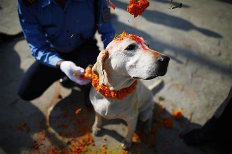Today Nepal Celebrated Kukur Dog Tihar The Second Day Of Tihar