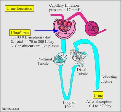 Physiology Of Urine Formation