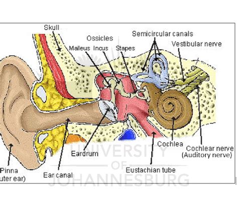 3 Structure Of The Ear From The Inner Ear The Signal Received Travels