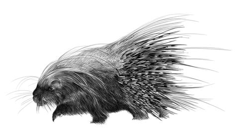 Porcupine Drawing Porcupine Drawing Pictures Vectors 46 Utah