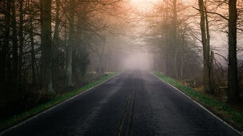 Foggy Road In Between Brown Forest Hd Wallpaper Wallpaper Flare