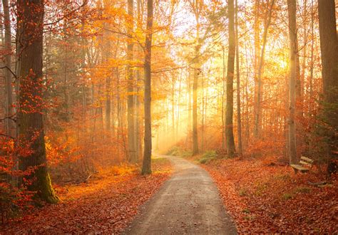 Desktop Wallpapers Rays Of Light Foliage Trail Autumn 1920x1340