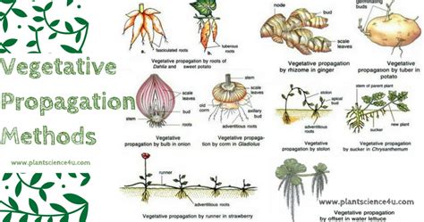 Asexual Reproduction In Plants Plants Ba