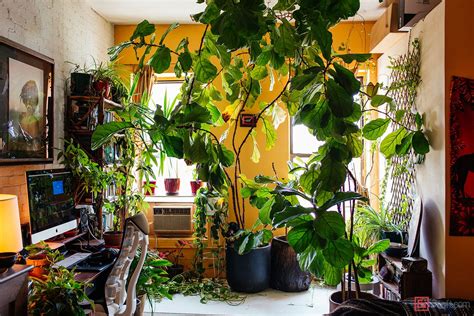 The Fig Tree In Her Office On The Right Was The First Plant She Ever