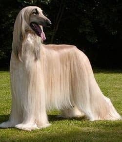 But shaggy dogs are so beautiful that they are worth the extra these majestic black pooches have a double coat, according to animal planet, so they do need to be brushed weekly. Long Haired - Dog Breeds