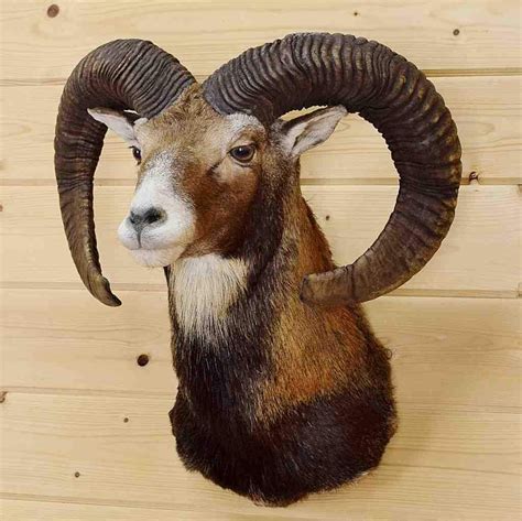 Mounted Mouflon Ram Sw4694 For Sale At Safariworks Taxidermy Sales