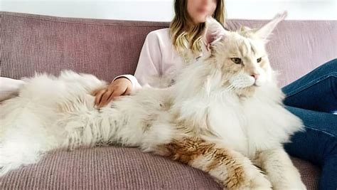 Types Of Largest Cat Breeds