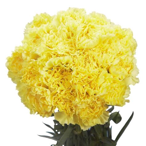 Globalrose Fresh Yellow Carnations 200 Stems Yellow Carnations 200