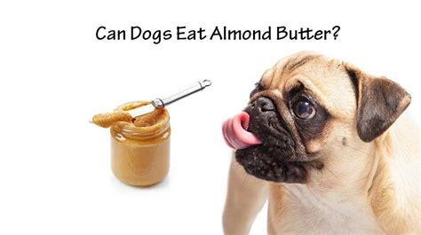 5 what to do if your dog eats almonds. Can Dogs Eat Almond Butter? All Things You Need to Know ...