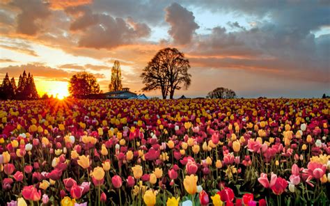 Tulip Flower Sea Sunset Beauty Stock Photo Free Download