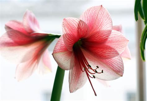 Connecticut Garden Journal Fall In Love With Amaryllis Connecticut