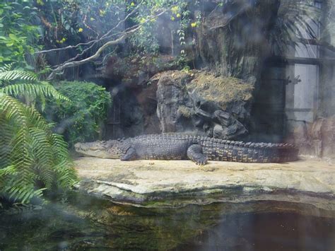 Maybe you would like to learn more about one of these? とび と ふく : 上野動物園(両生爬虫類館編)